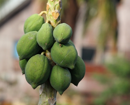 A bunch of unripe papayas hang from the papaya treeの写真素材