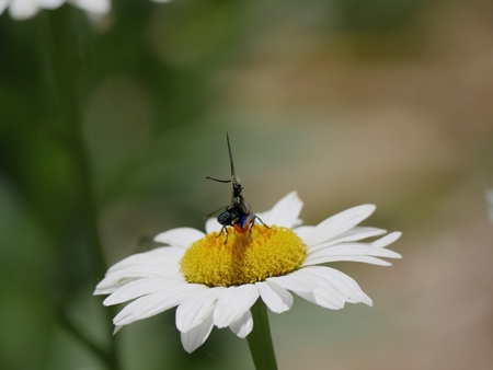 Close up of a chamomile flower with a butterfly sipping nectar from itの写真素材