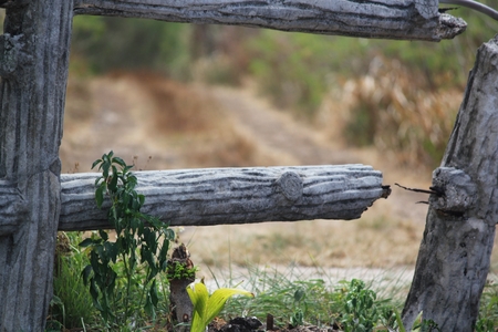 Broken concrete fence with some plants and blurred backgroundの写真素材
