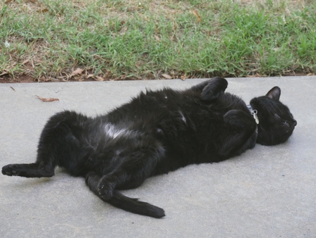 Big black cat lying flat on its back in the cement near some green grassの写真素材