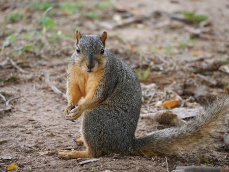Small squirrel sitting with head turned sideways, looking annoyed at an intruder