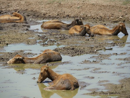 Medium close up of a herd of deer soaking in the mud to cool off on a hot dayの写真素材