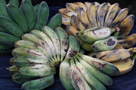 Freshly harvested green and yellow bananas laid out on a blue clothの写真素材