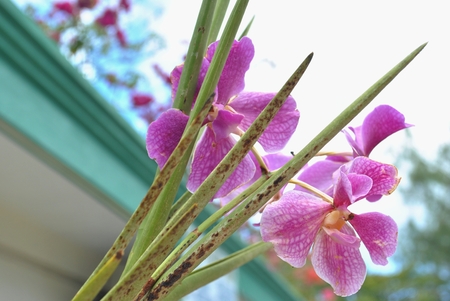 Purple orchids with green stemsの写真素材