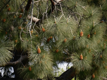Pine cones hanging from a pine tree with green leaves