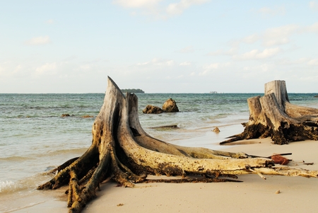 Close up of tree stumps on a beautiful beach in a tropical islandの写真素材