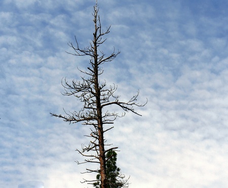 Leafless top part of a tall pine tree, with gorgeous skies in the backgroundの写真素材