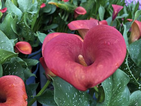 Close up, downward shot of a bright red calla lily flower, with dew dropsの写真素材