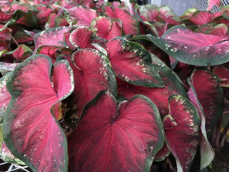Red and green caladium leaves in a gardenの写真素材