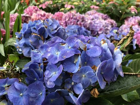 Medium wide shot of colorful hydrangea flowers, wet with dew in the gardenの写真素材