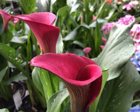 Side view, close up of bright red calla lily flowers, wet with dewの写真素材