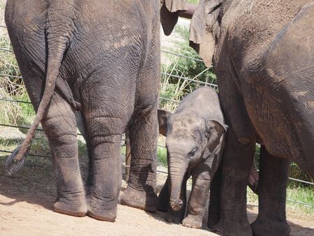 Zoomed shot of a cute baby elephant standing in between two adult elephantsの写真素材