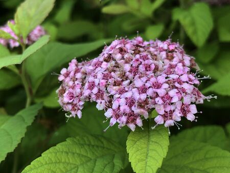 Beautiful bouquet of pink goldmound flowers