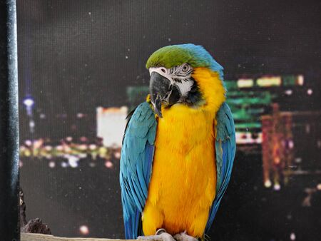 Medium wide shot of a colorful parrot, front viewの写真素材
