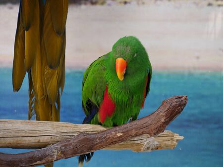 Colorful parrot front view, perched on a piece of wood, with the tail of another parrot in view