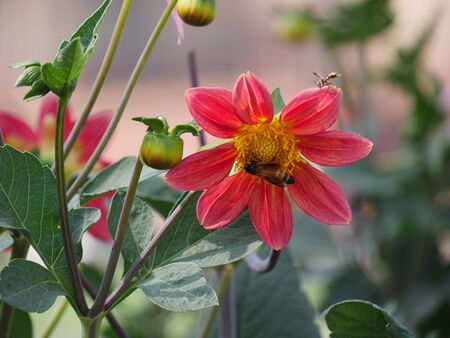 Red dahlia flower with bees sipping nectar from itの写真素材
