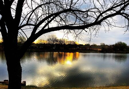 Silhouette of a tree with the sunset casting reflections in the lakeの写真素材