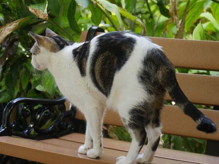 One of the pampered cats lat the Hemingway house, Key West, Florida.の写真素材