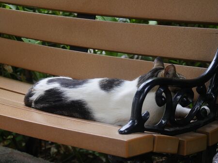 A black and white cat on a wooden bench at the Hemingway house in Key West, Florida.の写真素材