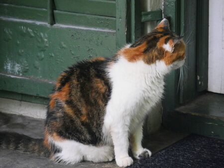 One of the Hemingway cat outside a glass door in Key West, Florida.の写真素材