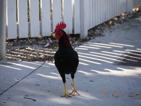 A rooster walks on a concrete roadside