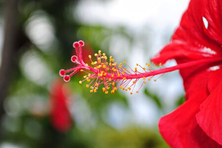 Close up of a hibiscus flower pistil, bokeh in the backgroundの写真素材