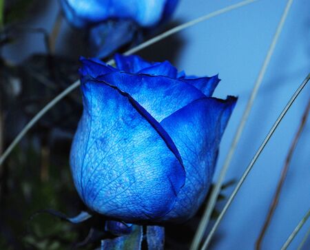 Close up side view shot a blue rose with blue backdropの写真素材