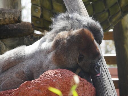 Back side shot of a gorilla leaning against a piece of red rock