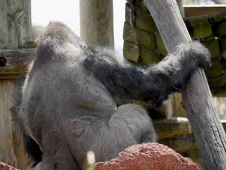 Close up of the back of a gorilla leaning against a wooden structure