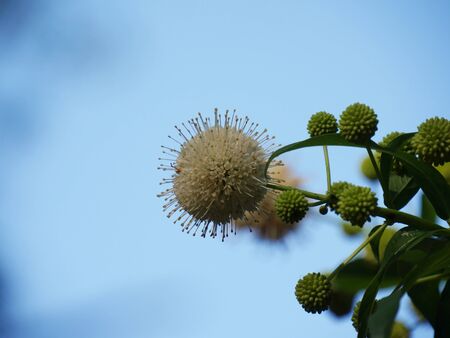 Buttonbush balls, side view, seen at a garden 