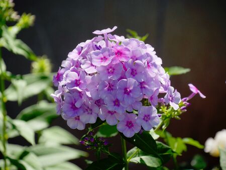 Close up of a big bouquet of of lilac fall phlox flowers in a garden