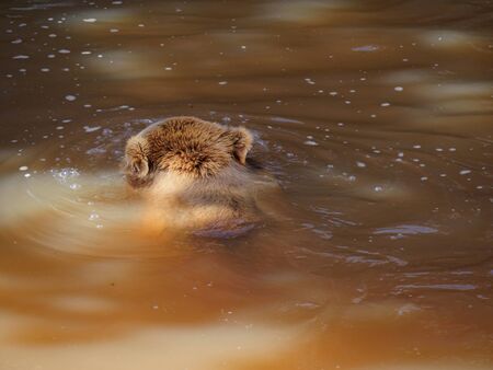 Top of the head of a grizzly bear swimming in murky waterの写真素材