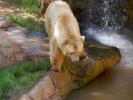 Big grizzly bear about to jump off into a pool of water, claws showingの写真素材