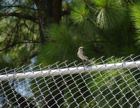 Small bird perched on top of a cyclone wire fenceの写真素材