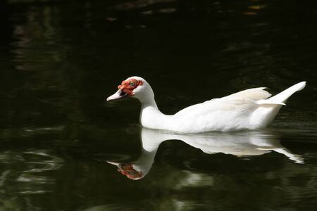 White duck reflected in the green waters of a pond の写真素材