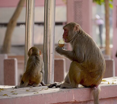 Female monkey and a babay monkey の写真素材