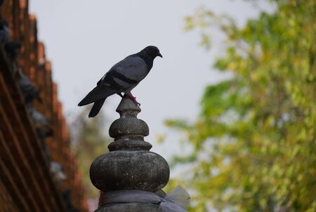 Silhoutte of a pigeon perched on top of a cemebt post at a parkの写真素材