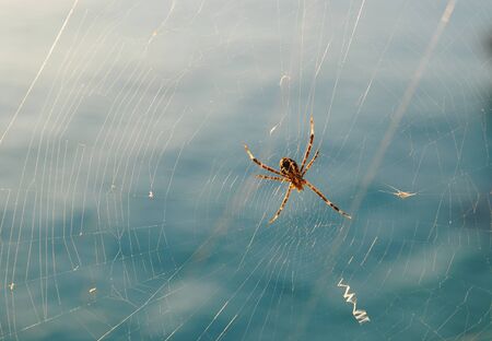 Wide shot of a spider hanging upsidedown from its web, soft background