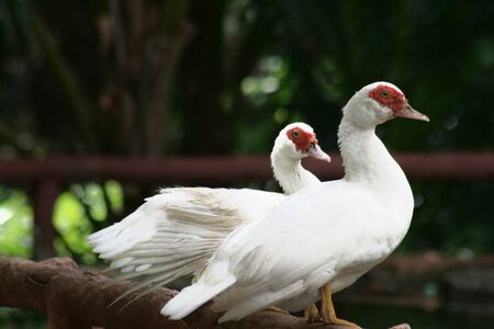 Medium wide shot of two white ducks perched on a wooden log fenceの写真素材