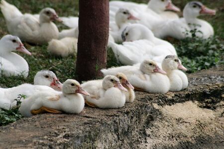 Flock of white ducks lying on the ground beside the pondの写真素材