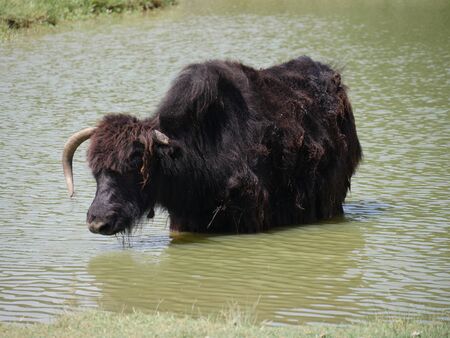 Brown cow standing in a pond at a pastureの写真素材