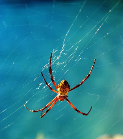 Upward shot of a spider hanging upsidedown from its web, soft backgroundの写真素材