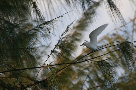 One white dove landing on to the branches of a pine treeの写真素材