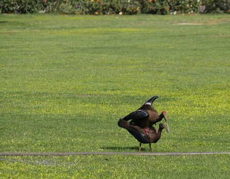 Two black or Indian ivis in a green meadowの写真素材