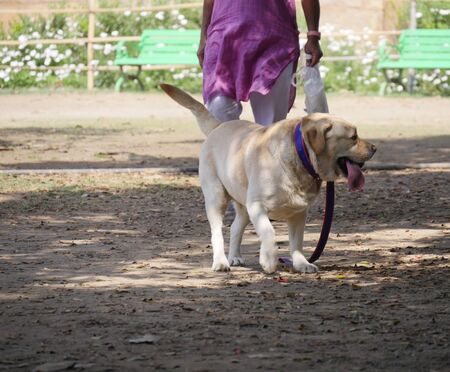 Dog walking with a leash at a parkの写真素材