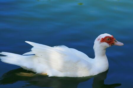 Beautiful white duck reflected in the waters of a lakeの写真素材