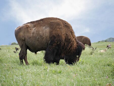 Medium close up of a bison grazing in the meadlowの写真素材
