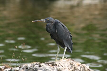 Side view of a black egret standing on the side of a pondの写真素材