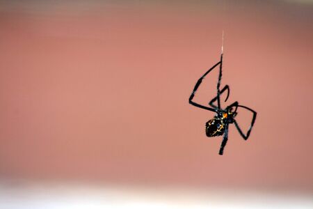 Big spider hanging down from a webの写真素材