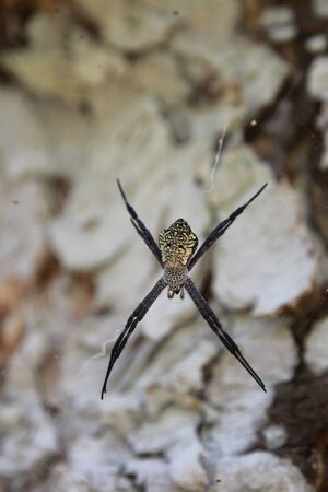 medium close up of a gig spider hanging from a web, soft backgroundの写真素材